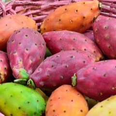 Red and Green Prickly Pear