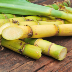 Sugar Cane