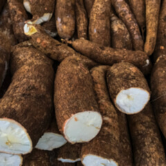 Yucca Root at Market